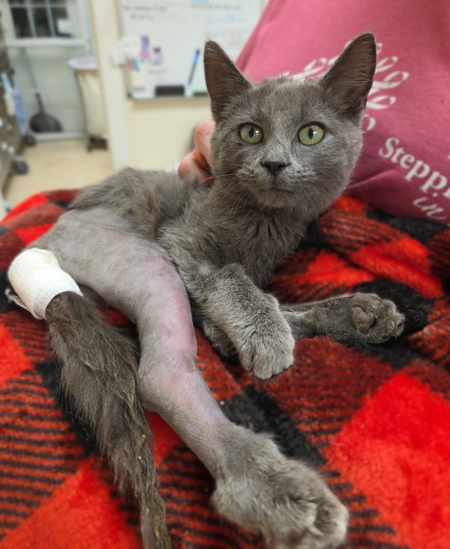 HOPPER, a Adoptable Domestic Short Hair in La Crescent, MN image 1/6