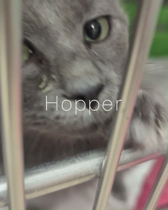 Enlarge HOPPER, a Adoptable Domestic Short Hair in La Crescent, MN video 5/6