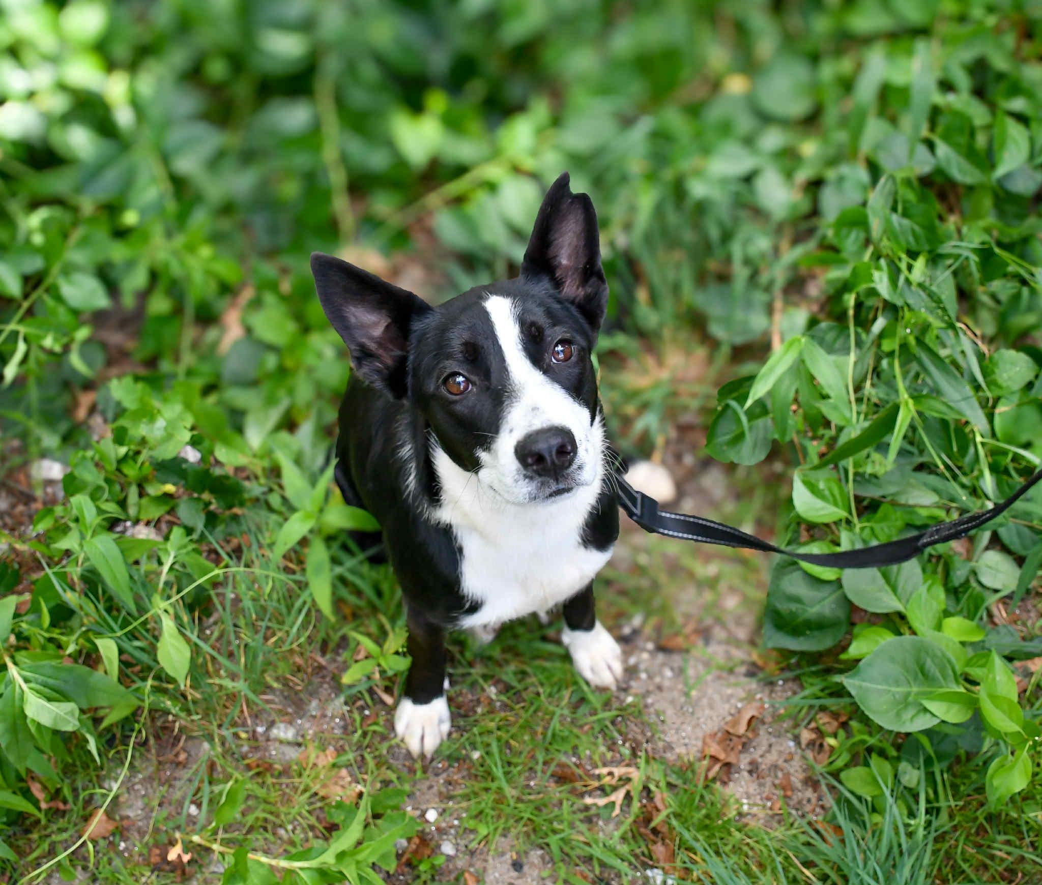 Harper in NH! Come Meet our Adoptable Dogs Wednesday-Saturday. More info in Bio!