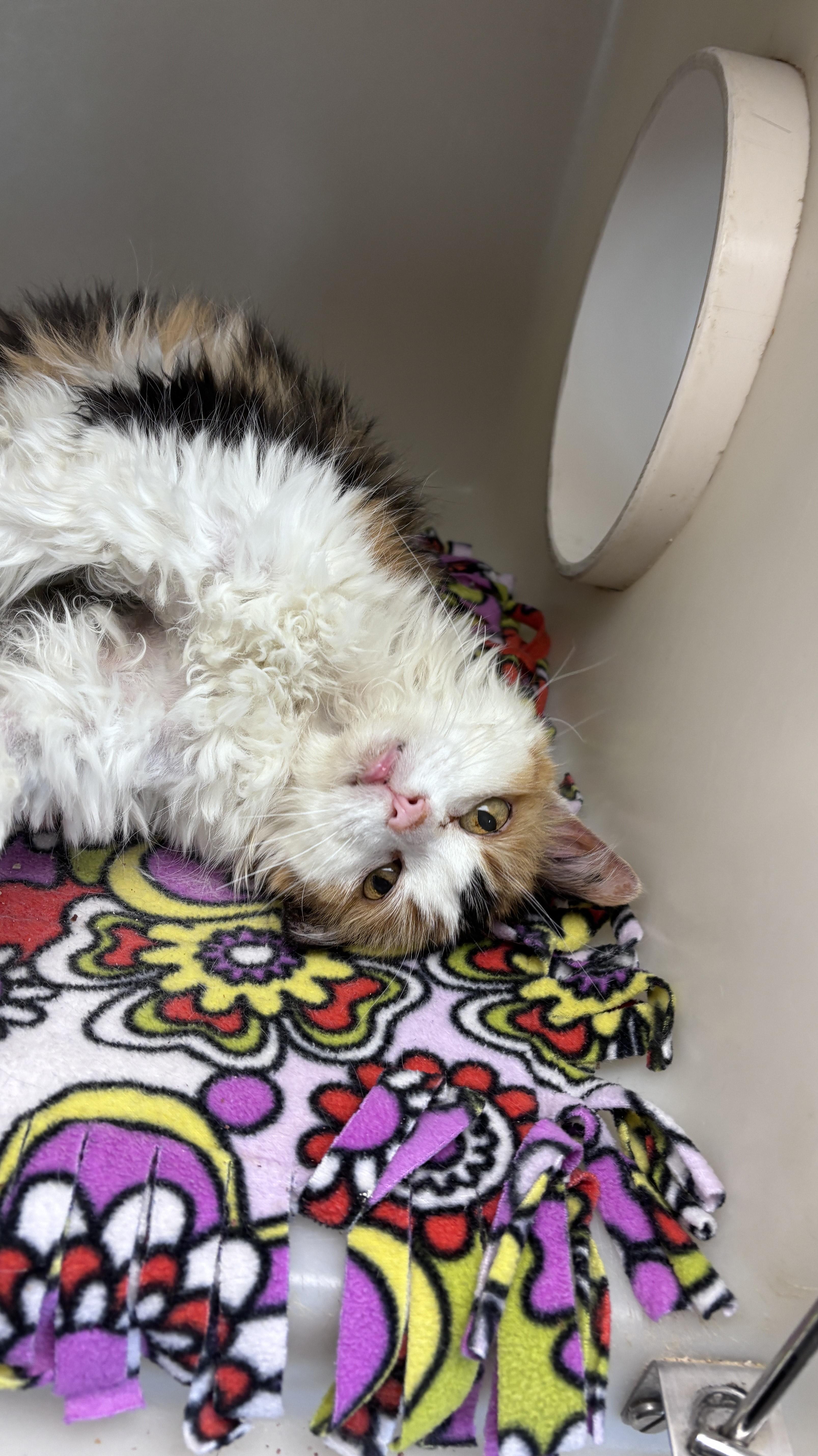 Catty, Senior Female unknown