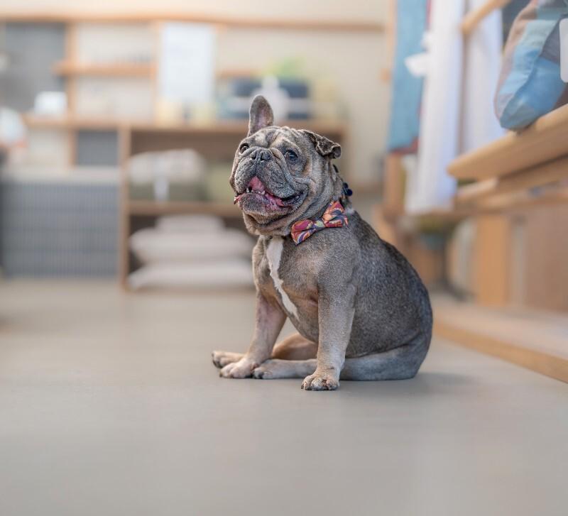 Kirby, Adoptable, Adult Male French Bulldog.
