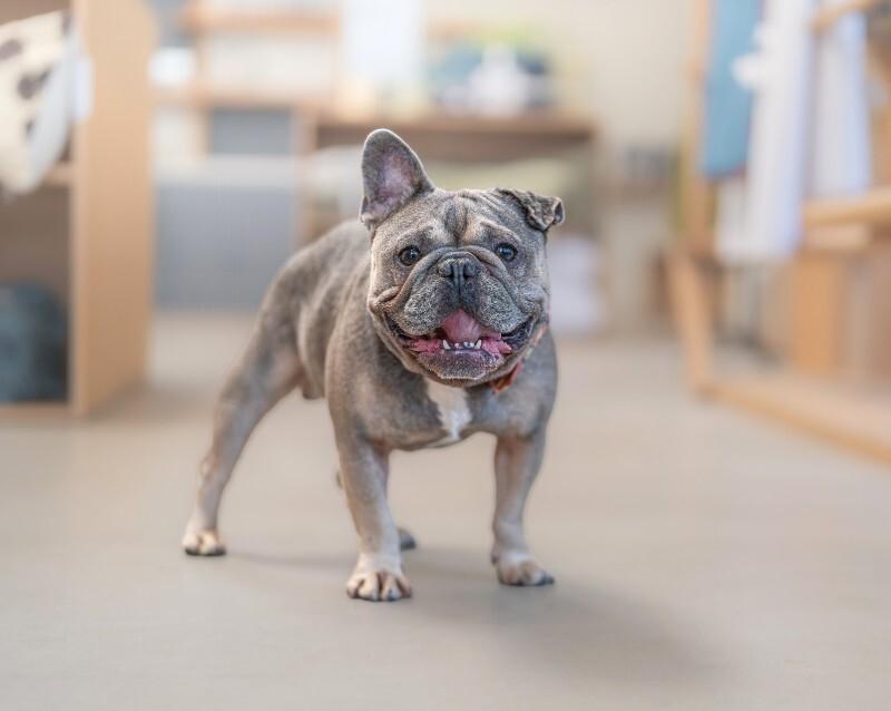Enlarge Kirby, a Adoptable French Bulldog in Valley Village, CA image 4/6