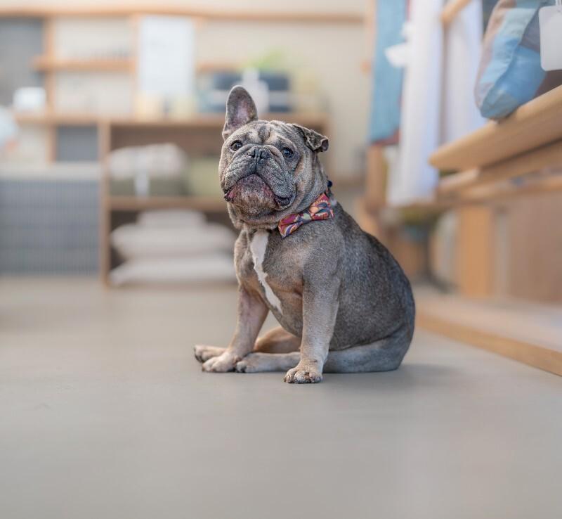 Enlarge Kirby, a Adoptable French Bulldog in Valley Village, CA image 5/6