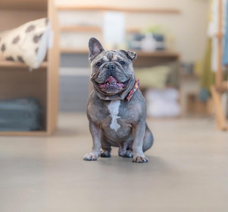 Enlarge Kirby, a Adoptable French Bulldog in Valley Village, CA image 6/6