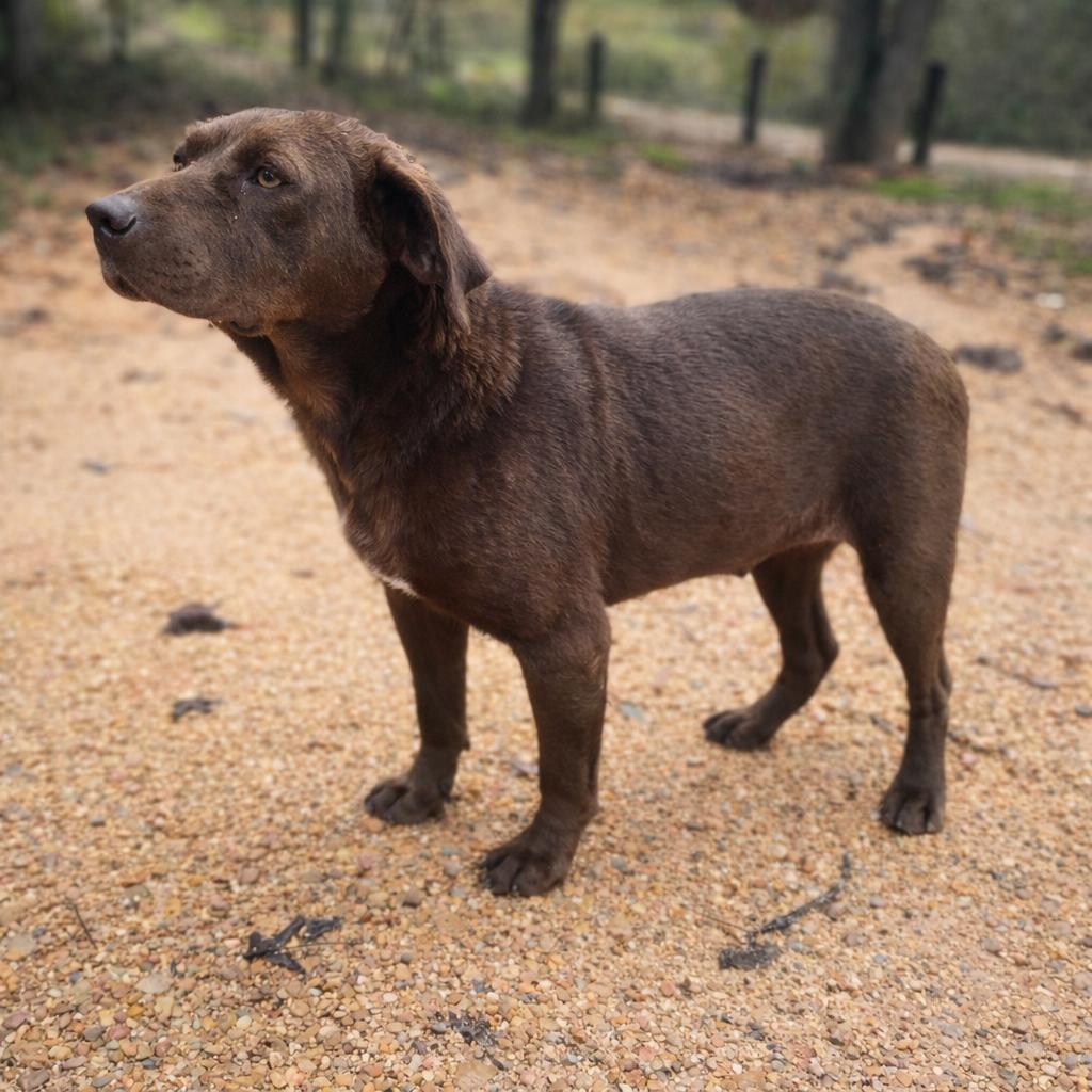 Enlarge Sunday, a ADOPTABLE mixed breed in Carson, MS image 3/3