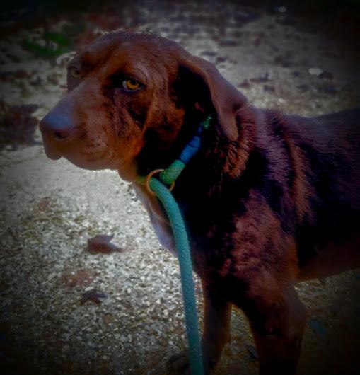 Enlarge Sunday, a ADOPTABLE mixed breed in Carson, MS image 2/3