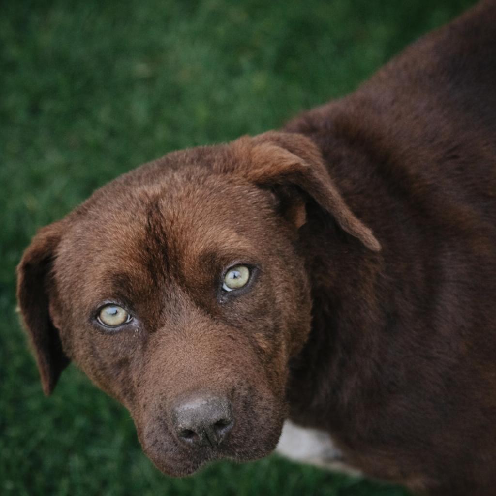 Sunday, ADOPTABLE, Adult Female Chocolate Labrador Retriever.