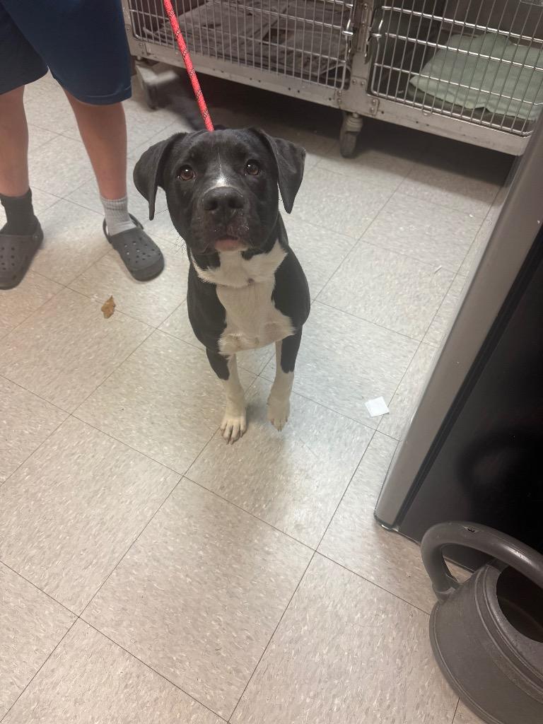 Costner, Adoptable, Young Male Pit Bull Terrier.