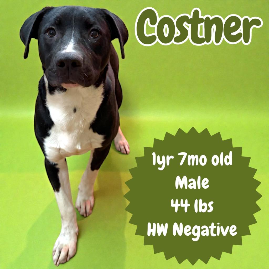Enlarge Costner, a Adoptable Pit Bull Terrier in Sorrento, LA image 2/3