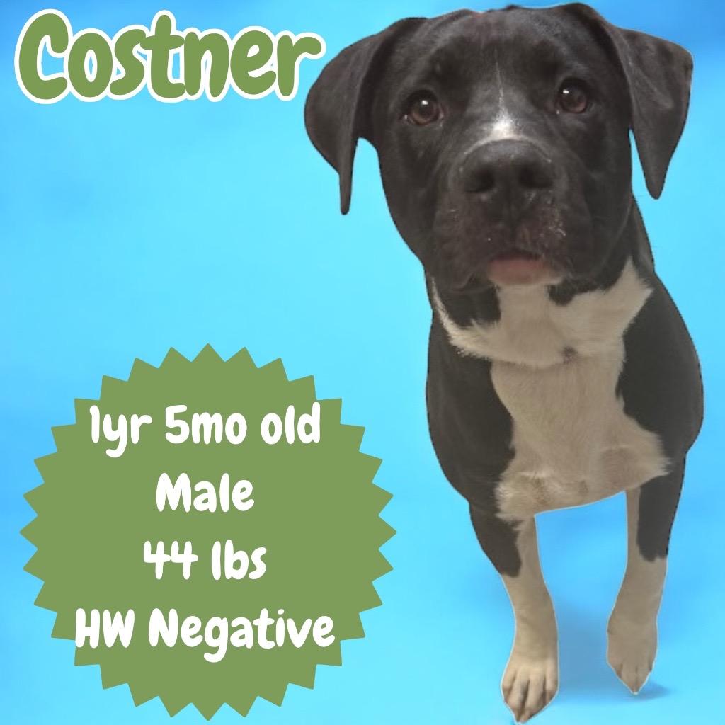 Enlarge Costner, a Adoptable Pit Bull Terrier in Sorrento, LA image 3/3