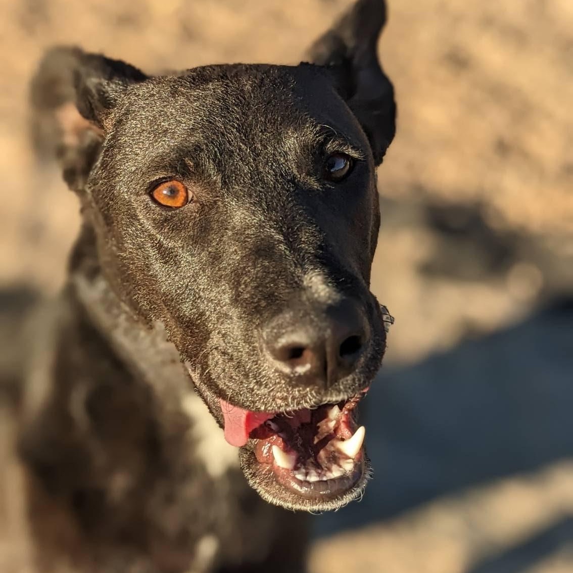 Zina, Adoptable, Puppy Female Black Labrador Retriever & Australian Cattle Dog / Blue Heeler.
