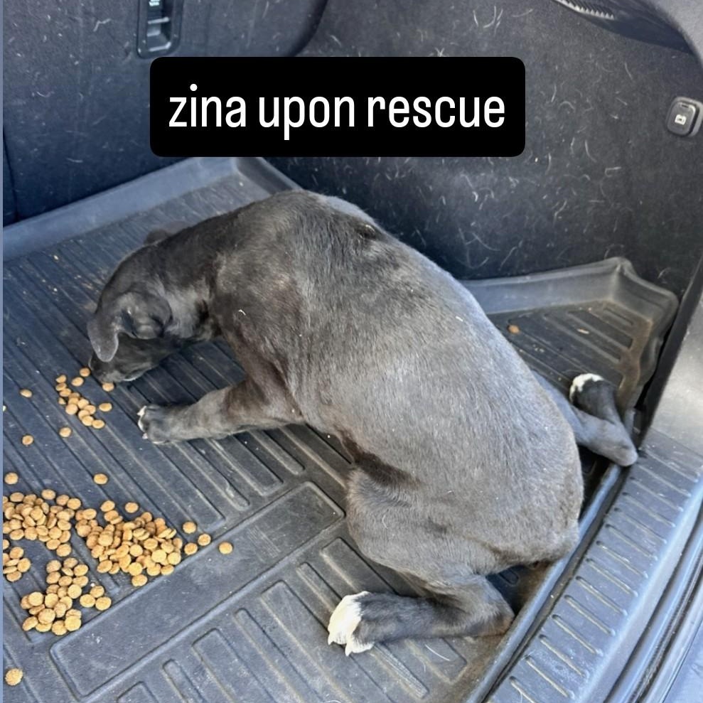 Zina, a Adoptable mixed breed in Phoenix, AZ image 4/6