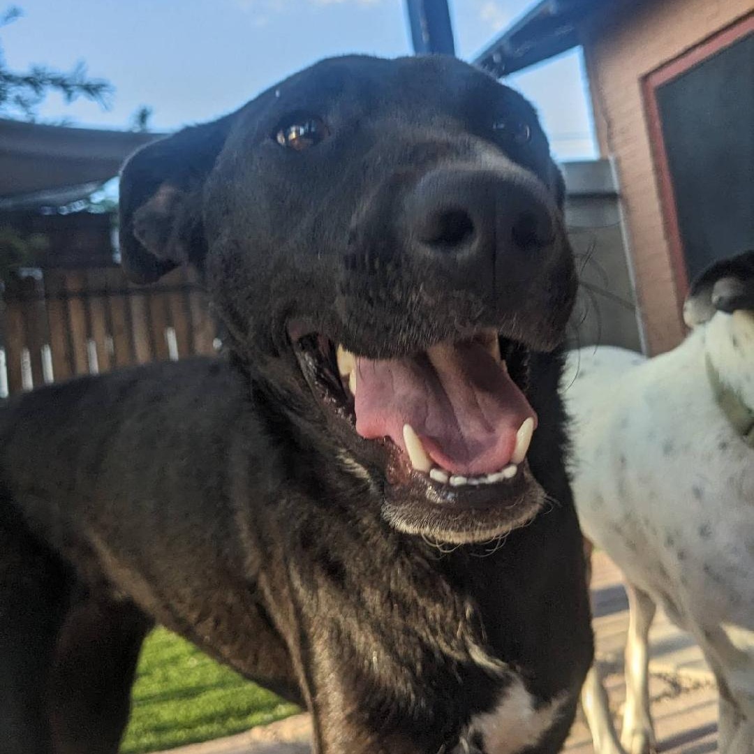 Zina, a Adoptable mixed breed in Phoenix, AZ image 2/6