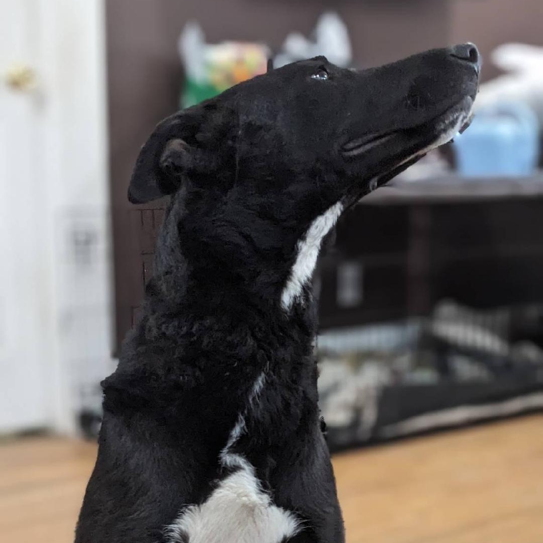 Zina, a Adoptable mixed breed in Phoenix, AZ image 3/6