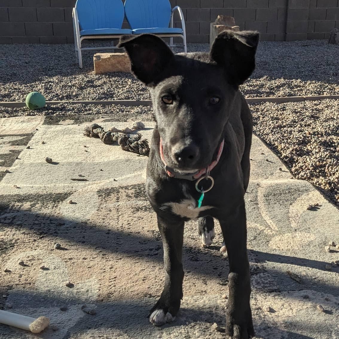 Zina, a Adoptable mixed breed in Phoenix, AZ image 5/6