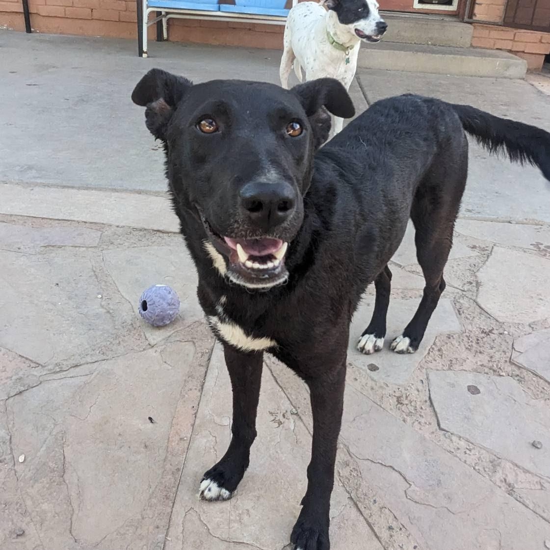 Zina, a Adoptable mixed breed in Phoenix, AZ image 6/6