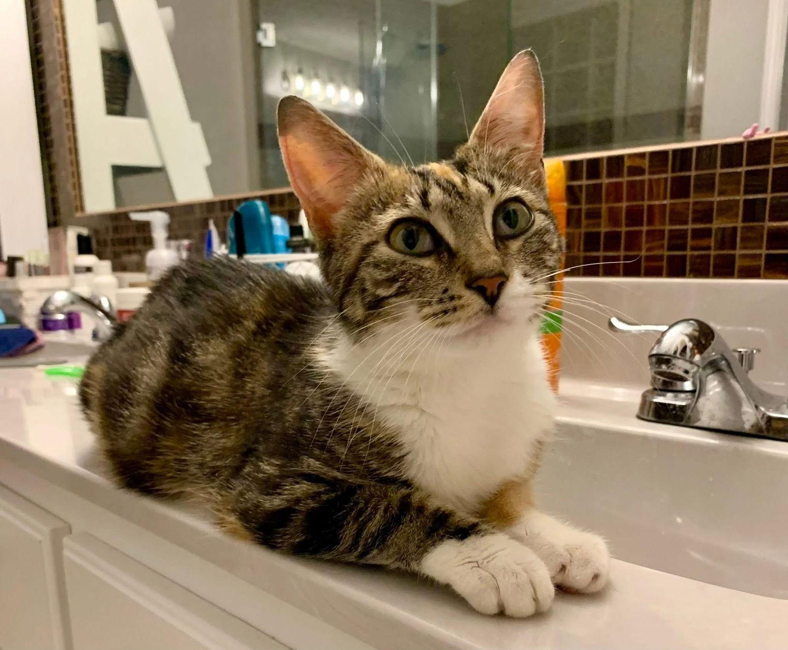 Keke, Adoptable, Young Female Domestic Short Hair.