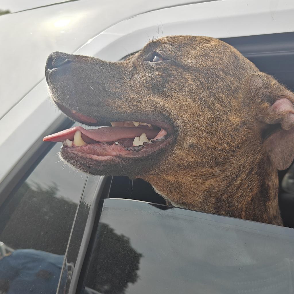 Boyo, Adoptable, Adult Male Mixed Breed.