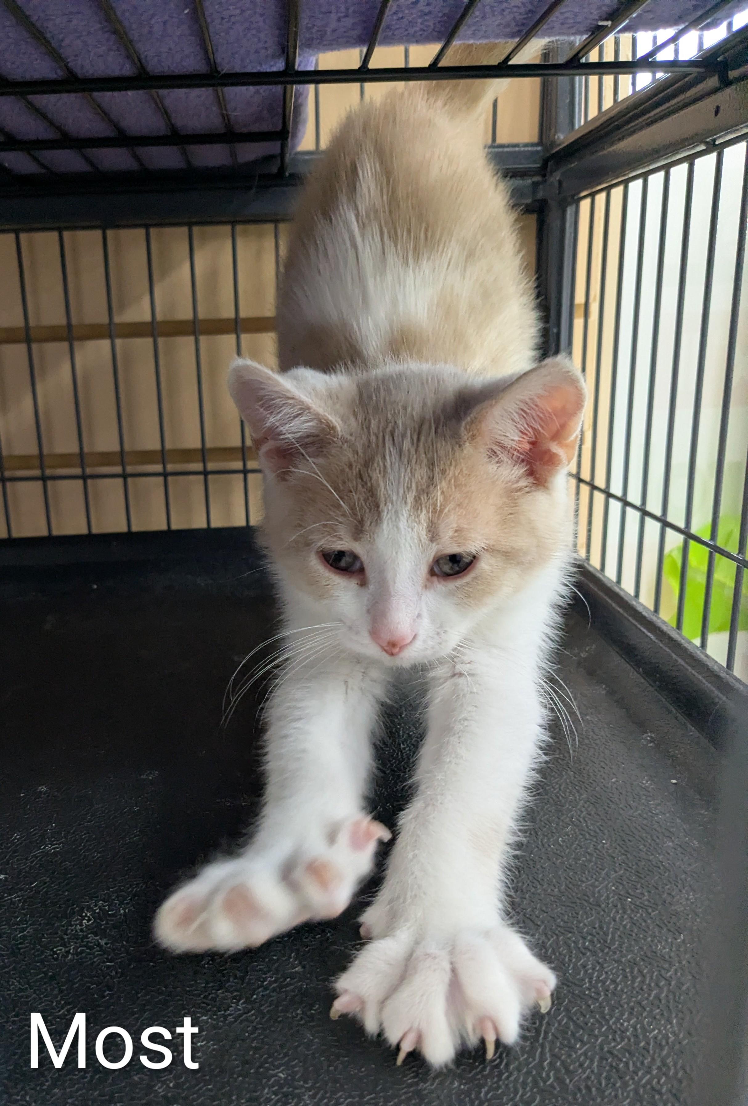 Enlarge Most White, a Adoptable Domestic Short Hair in St Catharines, ON image 4/4