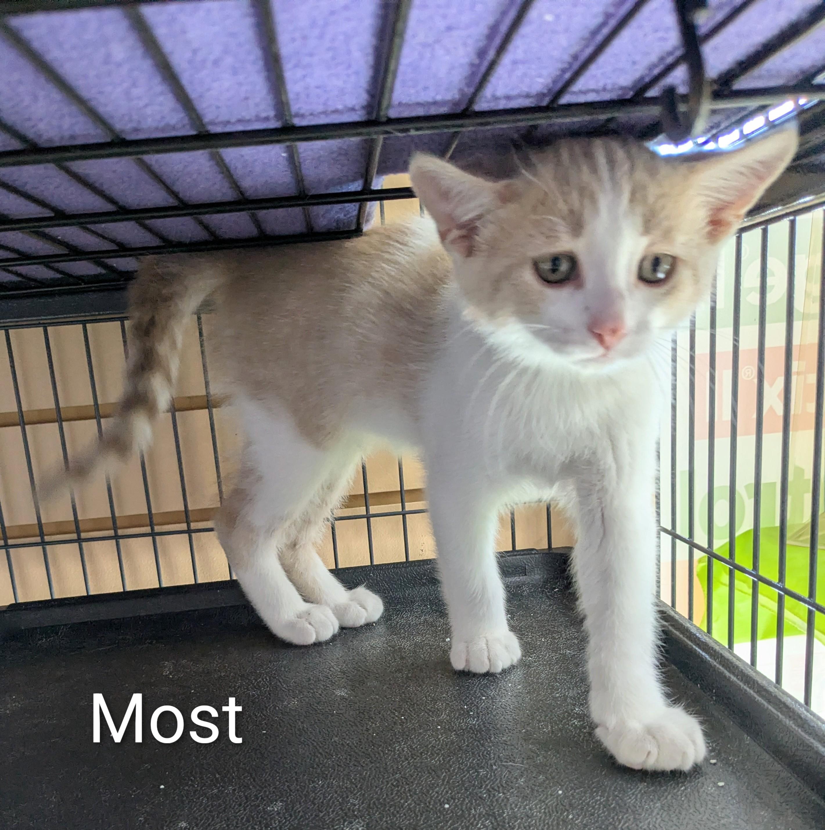 Enlarge Most White, a Adoptable Domestic Short Hair in St Catharines, ON image 2/4