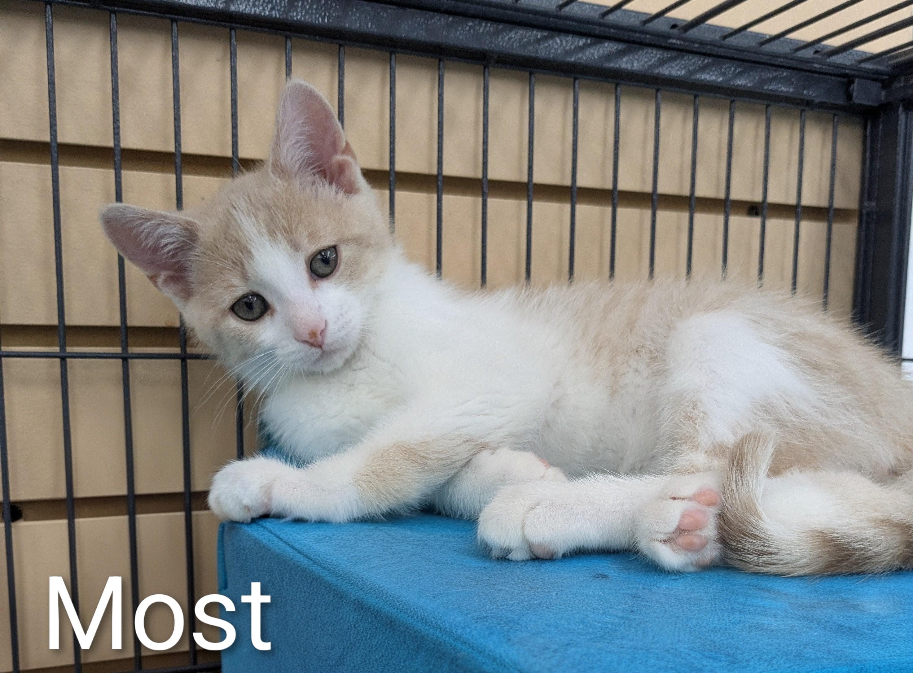 Enlarge Most White, a Adoptable Domestic Short Hair in St Catharines, ON image 1/4