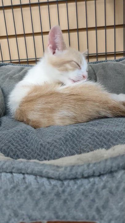Enlarge Most White, a Adoptable Domestic Short Hair in St Catharines, ON video 3/4