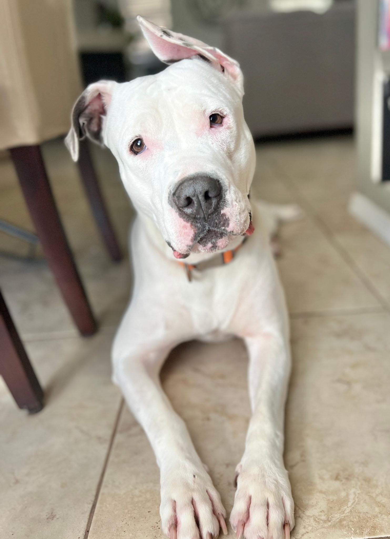 Noelle, Adoptable, Adult Female Pit Bull Terrier.