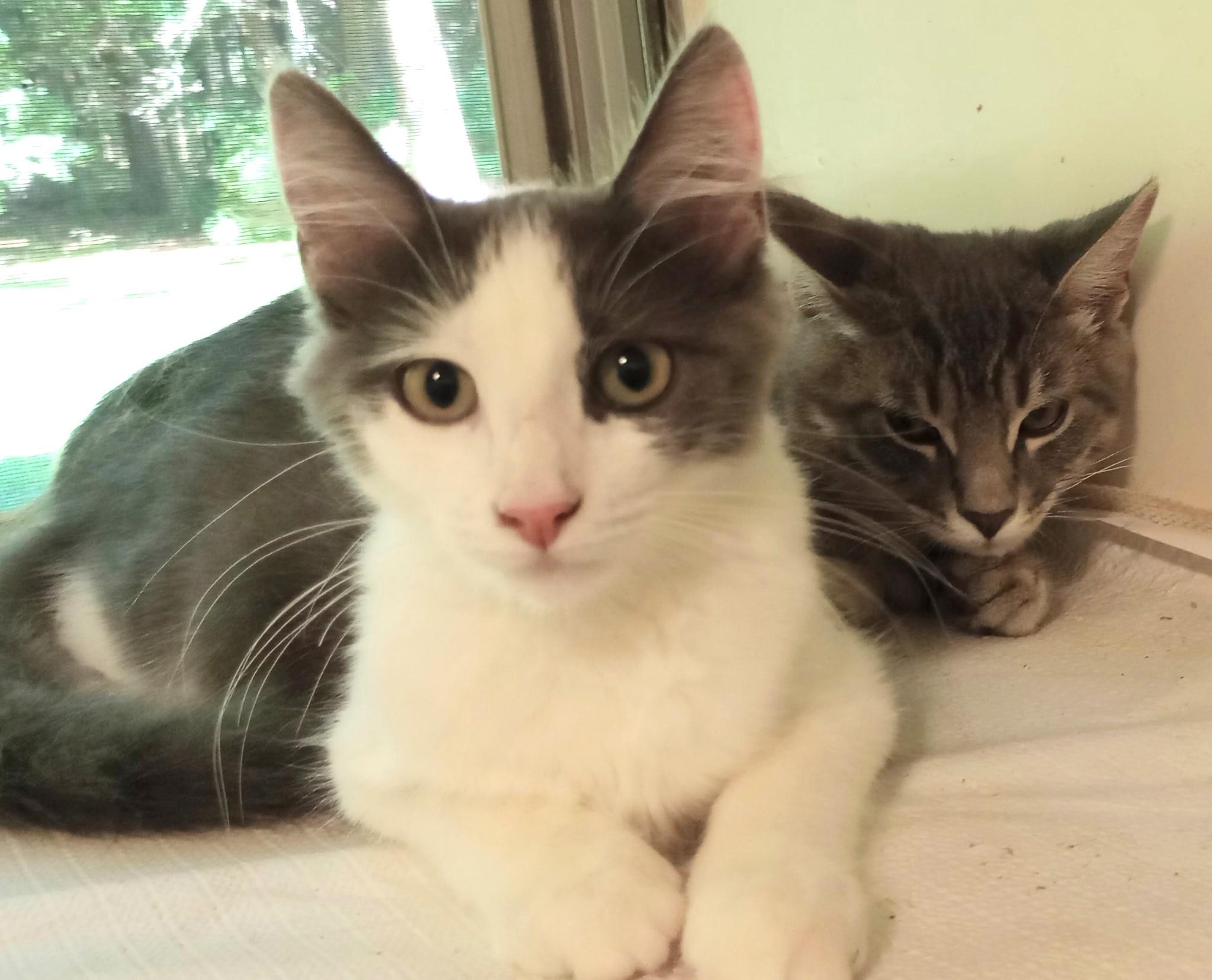 Scotty and Pepper, adoptable, Kitten Male Domestic Short Hair.