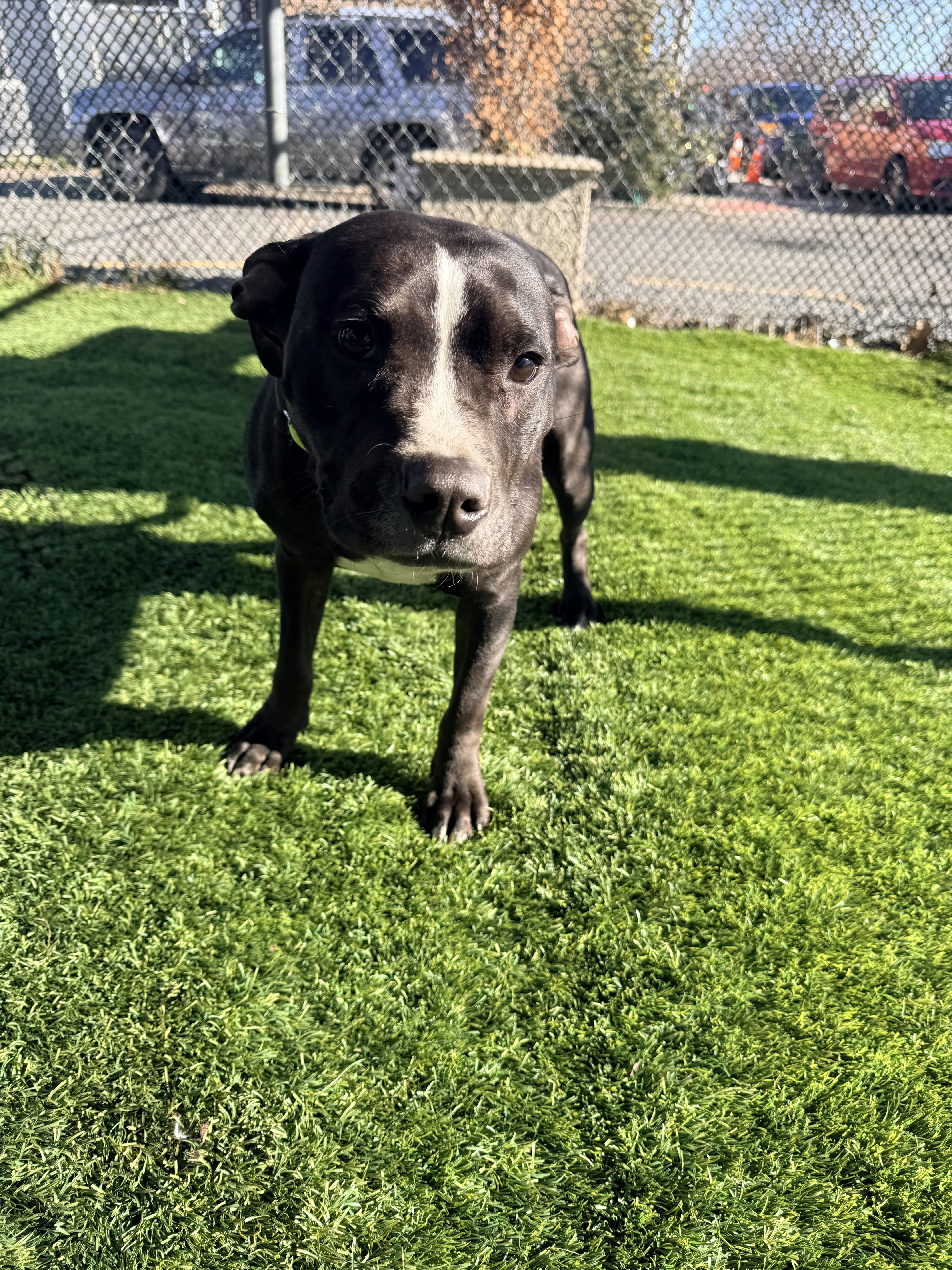 Enlarge Coola, a ADOPTABLE Pit Bull Terrier in Trenton, NJ image 1/1