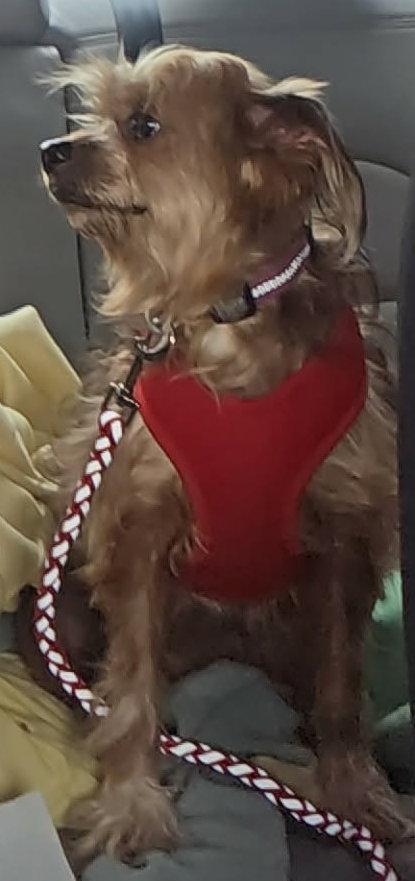 Enlarge YaYa, a Adopted Yorkshire Terrier in Ceres, VA image 3/3
