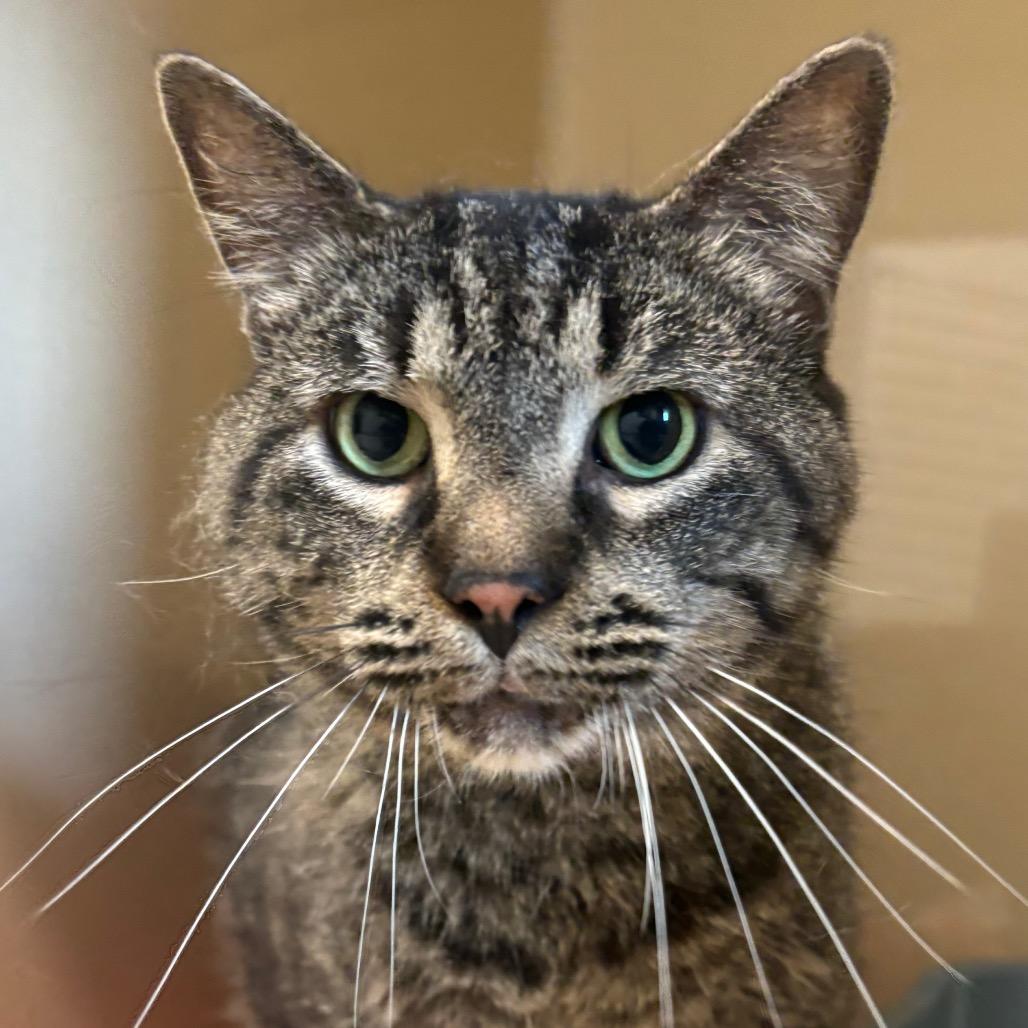 Tsunami, ADOPTABLE, Senior Male Domestic Short Hair.