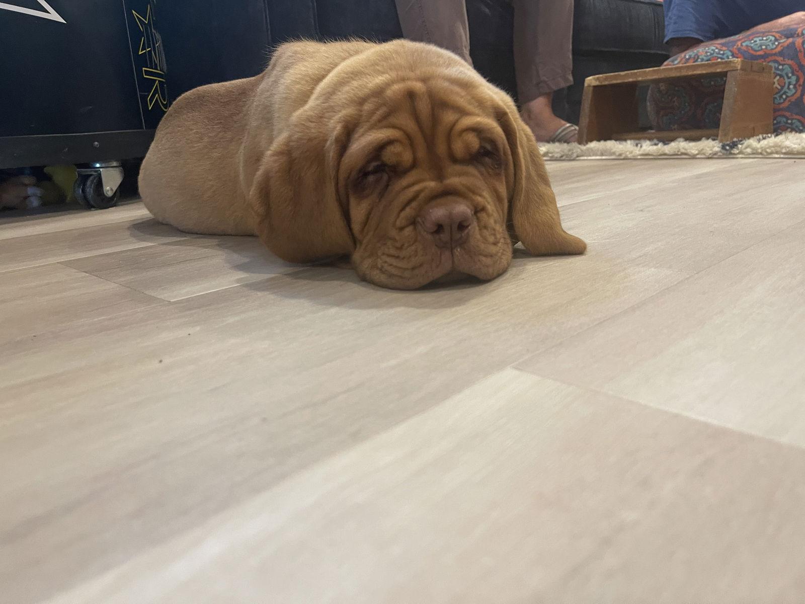 Enlarge Reese, a Adopted Dogue de Bordeaux in Chambersburg, PA image 1/3