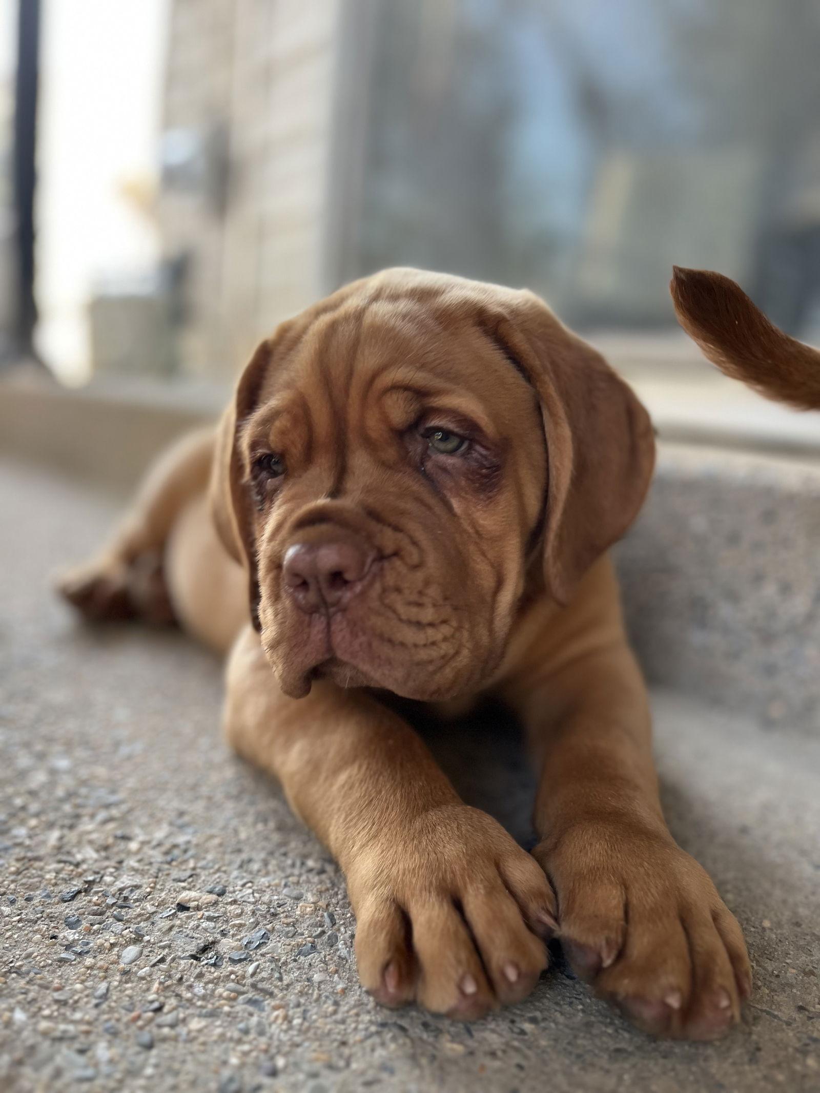 Enlarge Reese, a Adopted Dogue de Bordeaux in Chambersburg, PA image 2/3