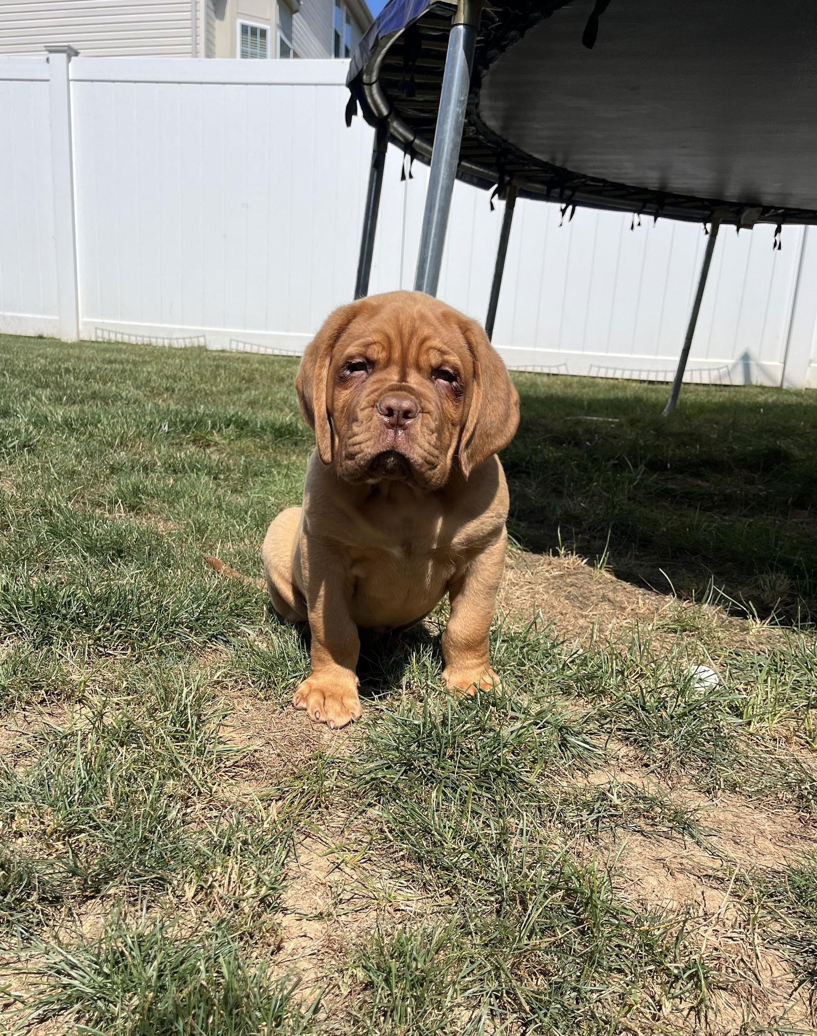 Enlarge Reese, a Adopted Dogue de Bordeaux in Chambersburg, PA image 3/3