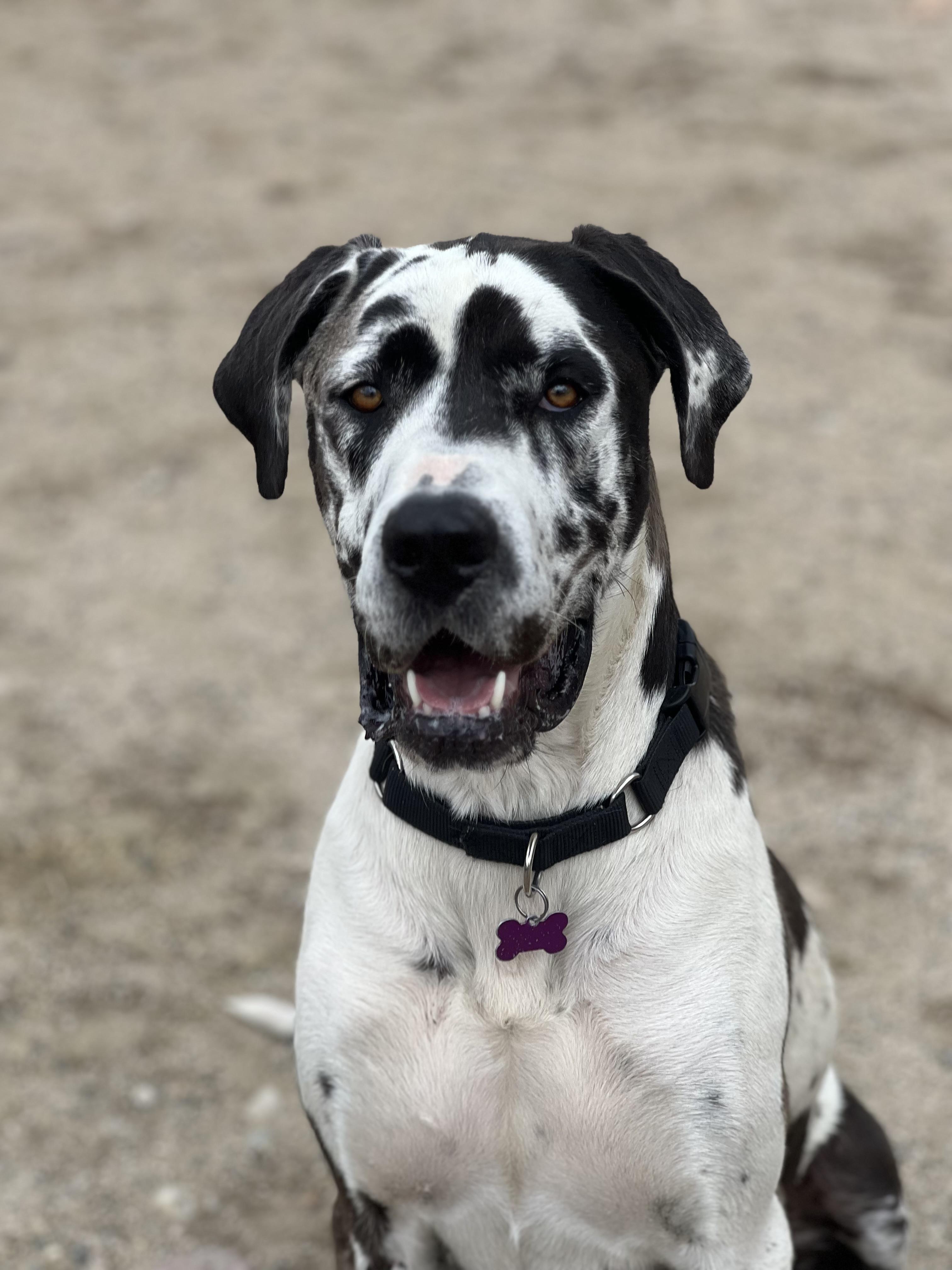Domino, Adult Female unknown