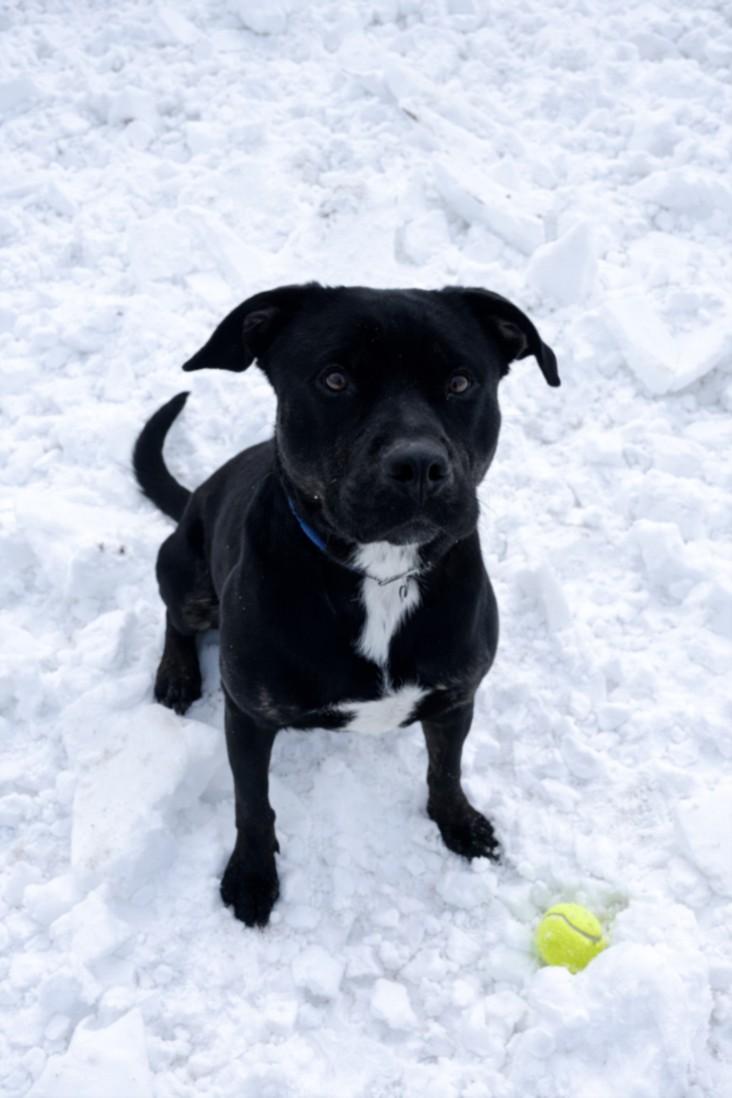 Enlarge BOOMER, a Adoptable mixed breed in Hagerstown, MD image 1/1