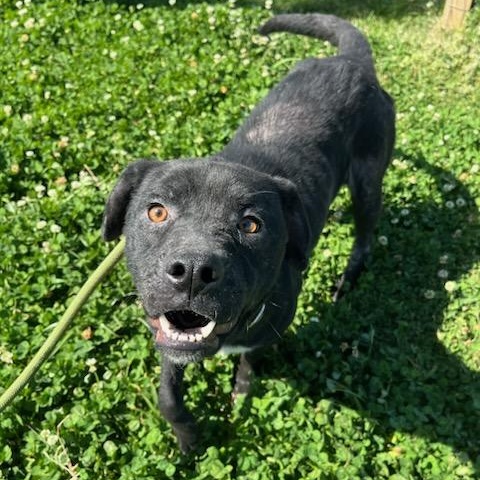 Enlarge Darla, a ADOPTABLE mixed breed in Durant, OK image 1/1