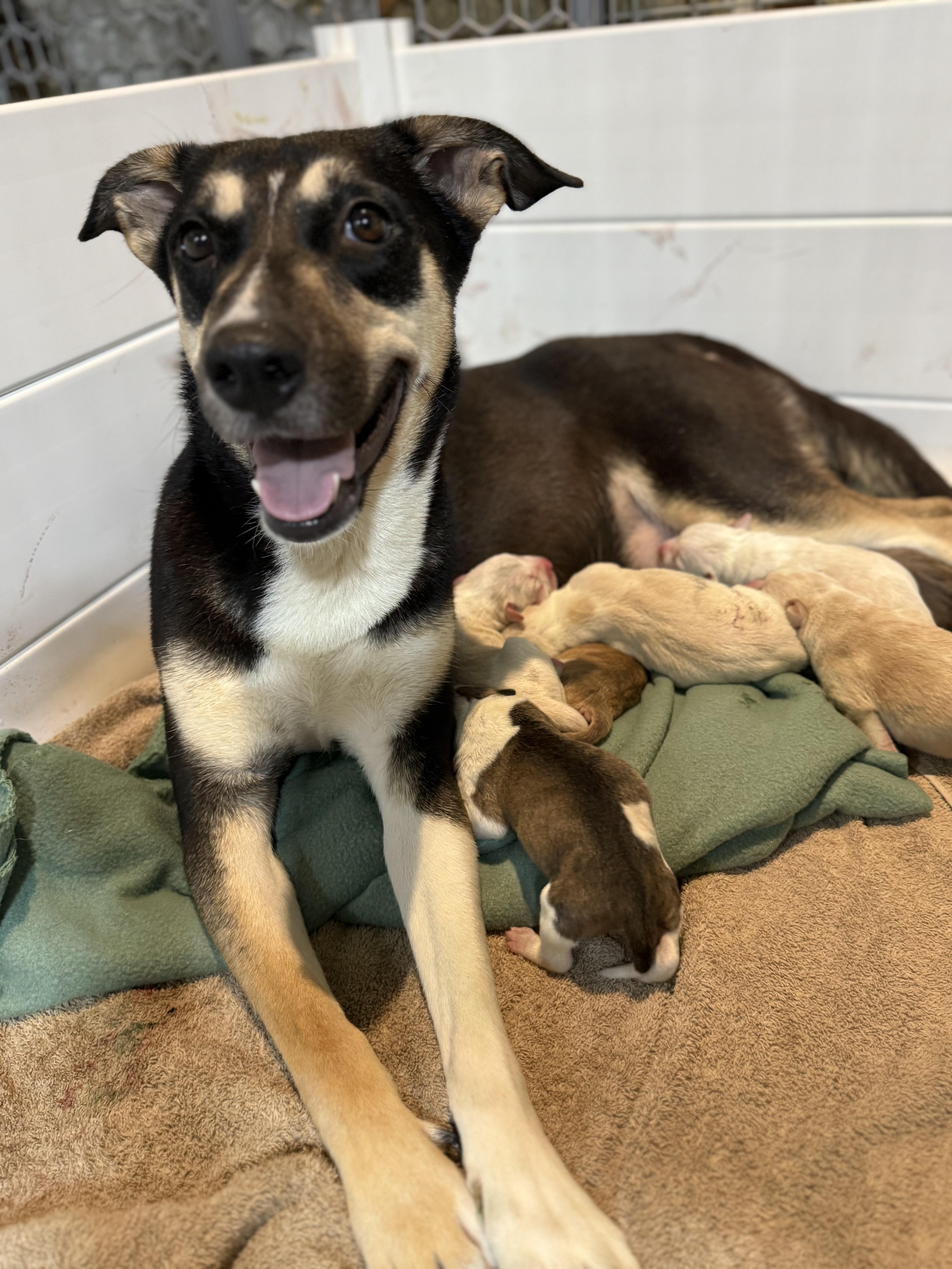 Mischa, a Adoptable mixed breed in Plant City, FL image 1/3