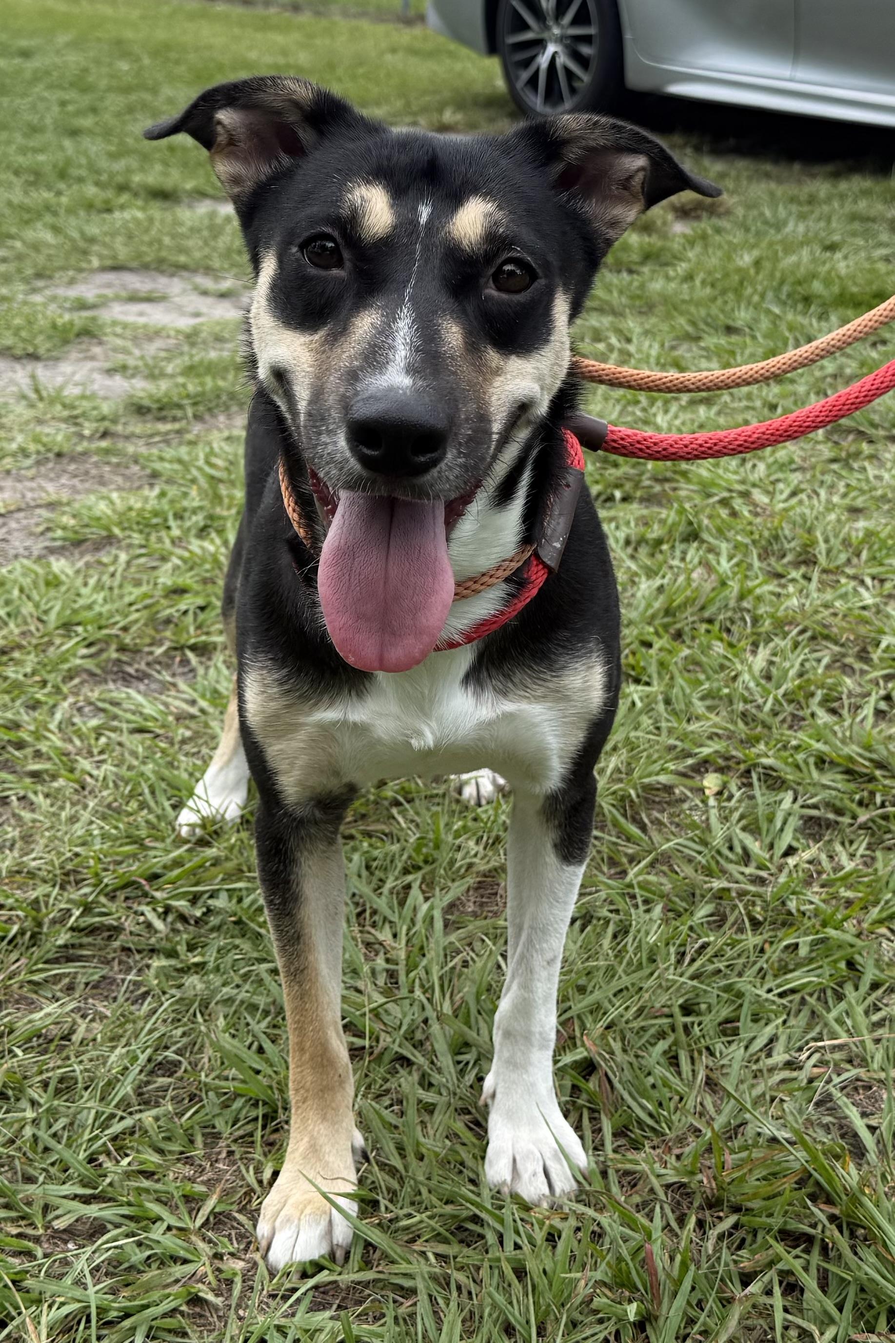 Mischa, Adoptable, Adult Female German Shepherd Dog.
