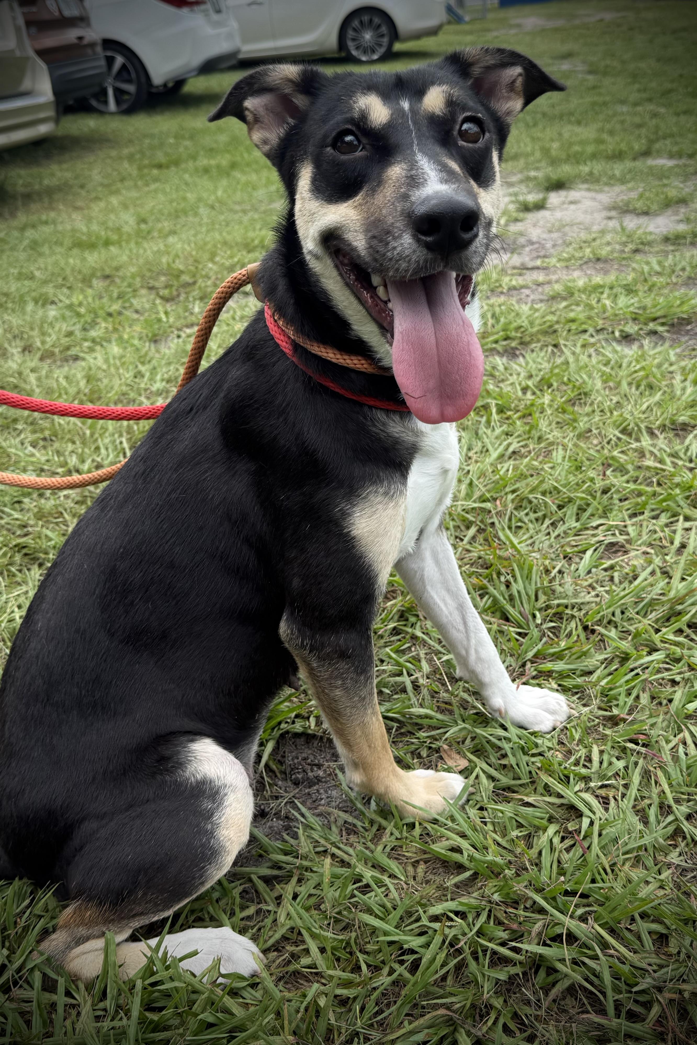 Mischa, a Adoptable mixed breed in Plant City, FL image 3/3