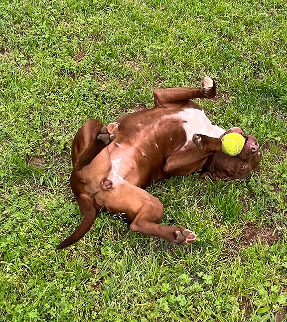 Betty Boop, a Adoptable Pit Bull Terrier in Nacogdoches, TX image 1/8