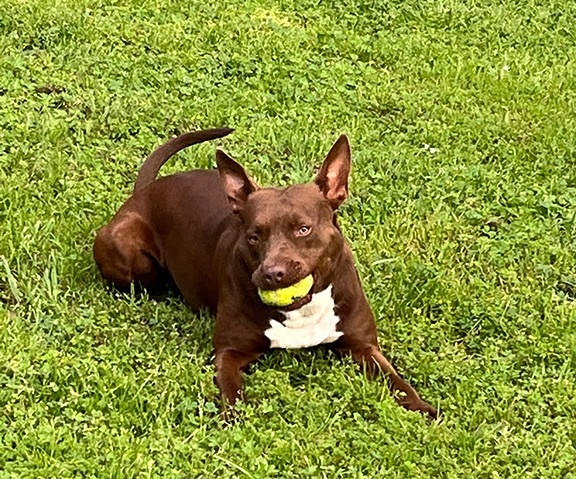 Betty Boop, a Adoptable Pit Bull Terrier in Nacogdoches, TX image 2/8