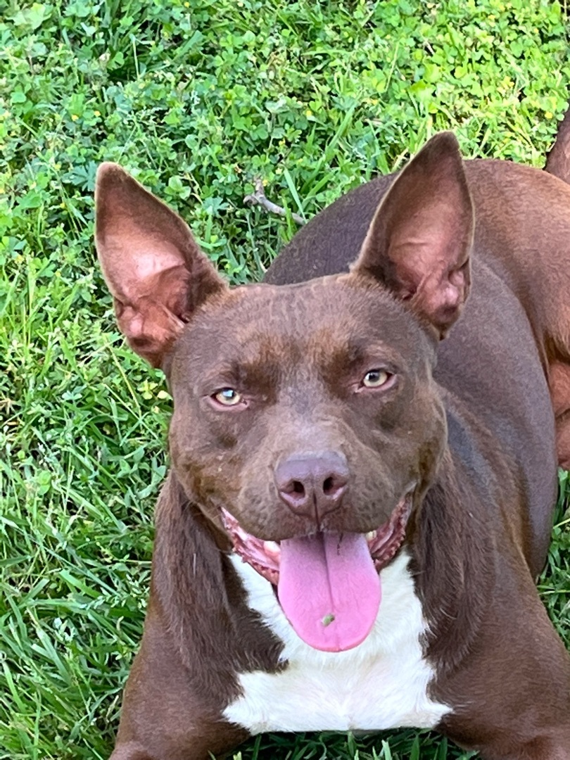 Betty Boop, a Adoptable Pit Bull Terrier in Nacogdoches, TX image 3/8