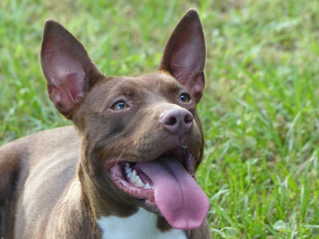 Betty Boop, Adoptable, Adult Female Pit Bull Terrier.