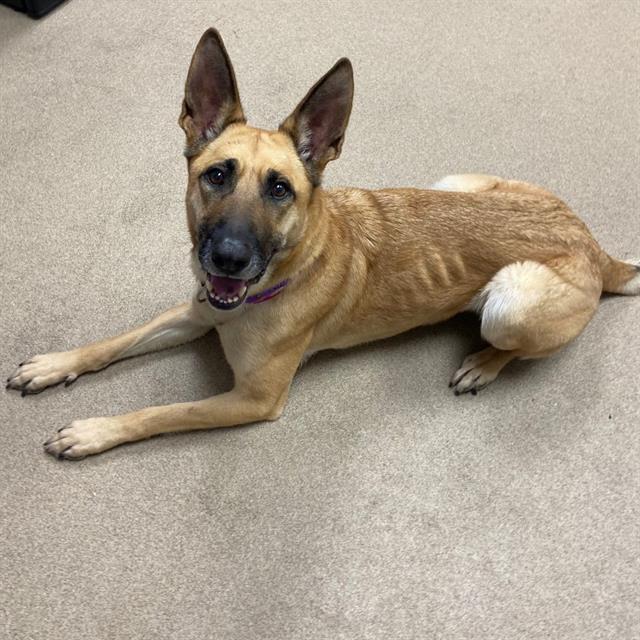 AZULA, Adoptable, Adult Female German Shepherd Dog.