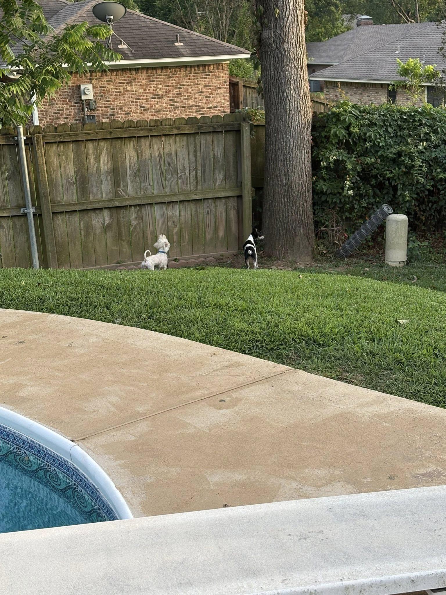 Enlarge Steve, an adopted Maltipoo in Tyler, TX image 2/4