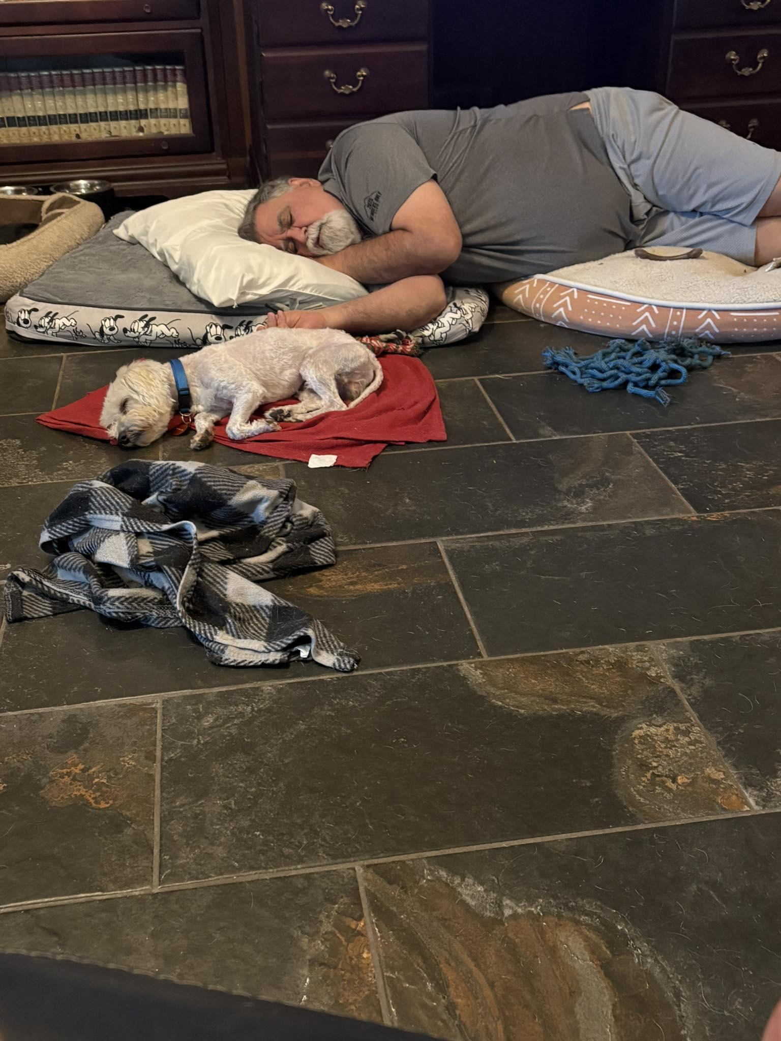 Enlarge Steve, an adopted Maltipoo in Tyler, TX image 4/4