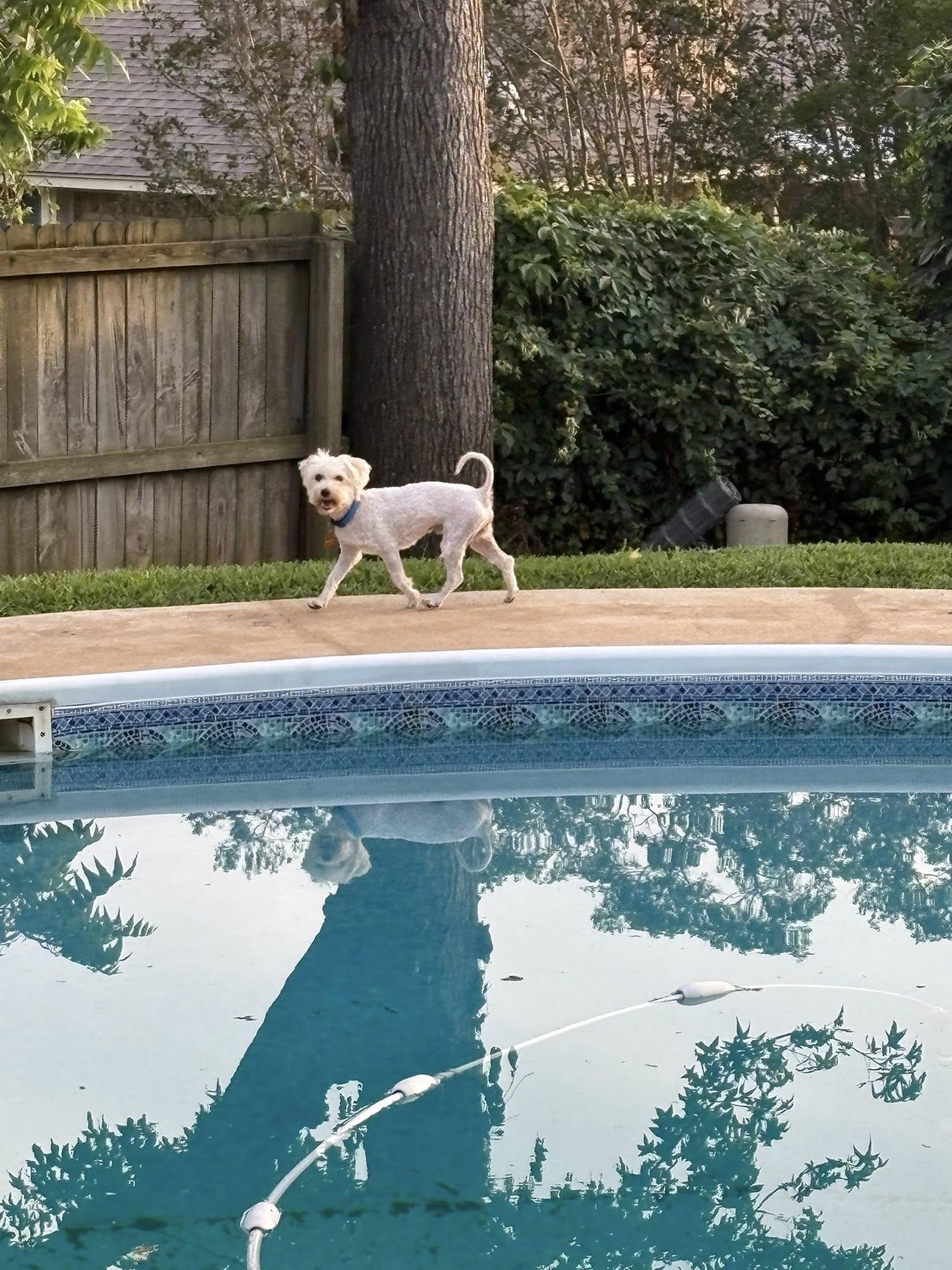 Enlarge Steve, an adopted Maltipoo in Tyler, TX image 1/4
