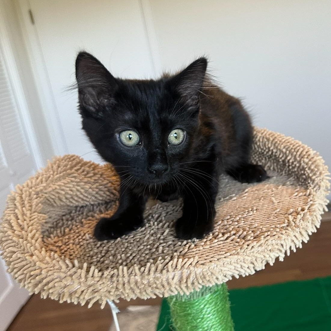 Enlarge Jade-female kitten, a Adoptable Domestic Long Hair in San Francisco, CA image 2/3
