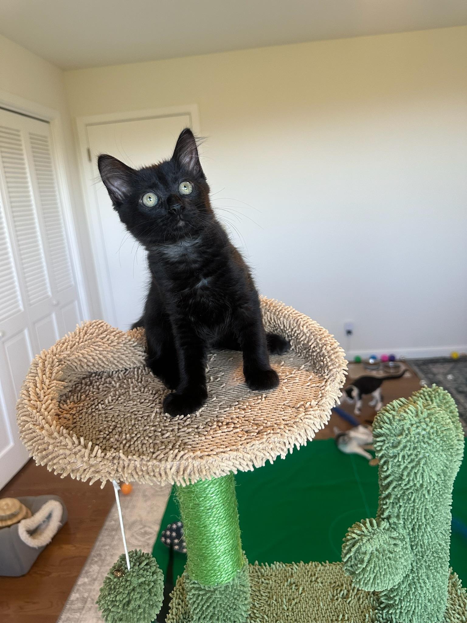 Enlarge Jade-female kitten, a Adoptable Domestic Long Hair in San Francisco, CA image 3/3